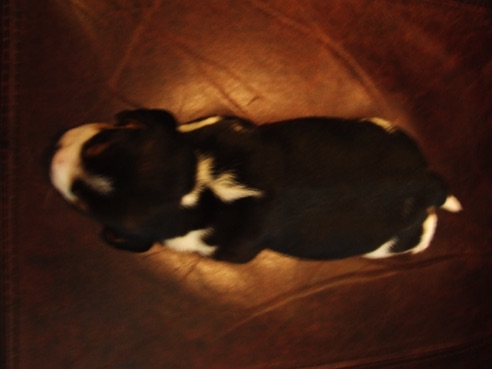 Ebony - top view.jpeg